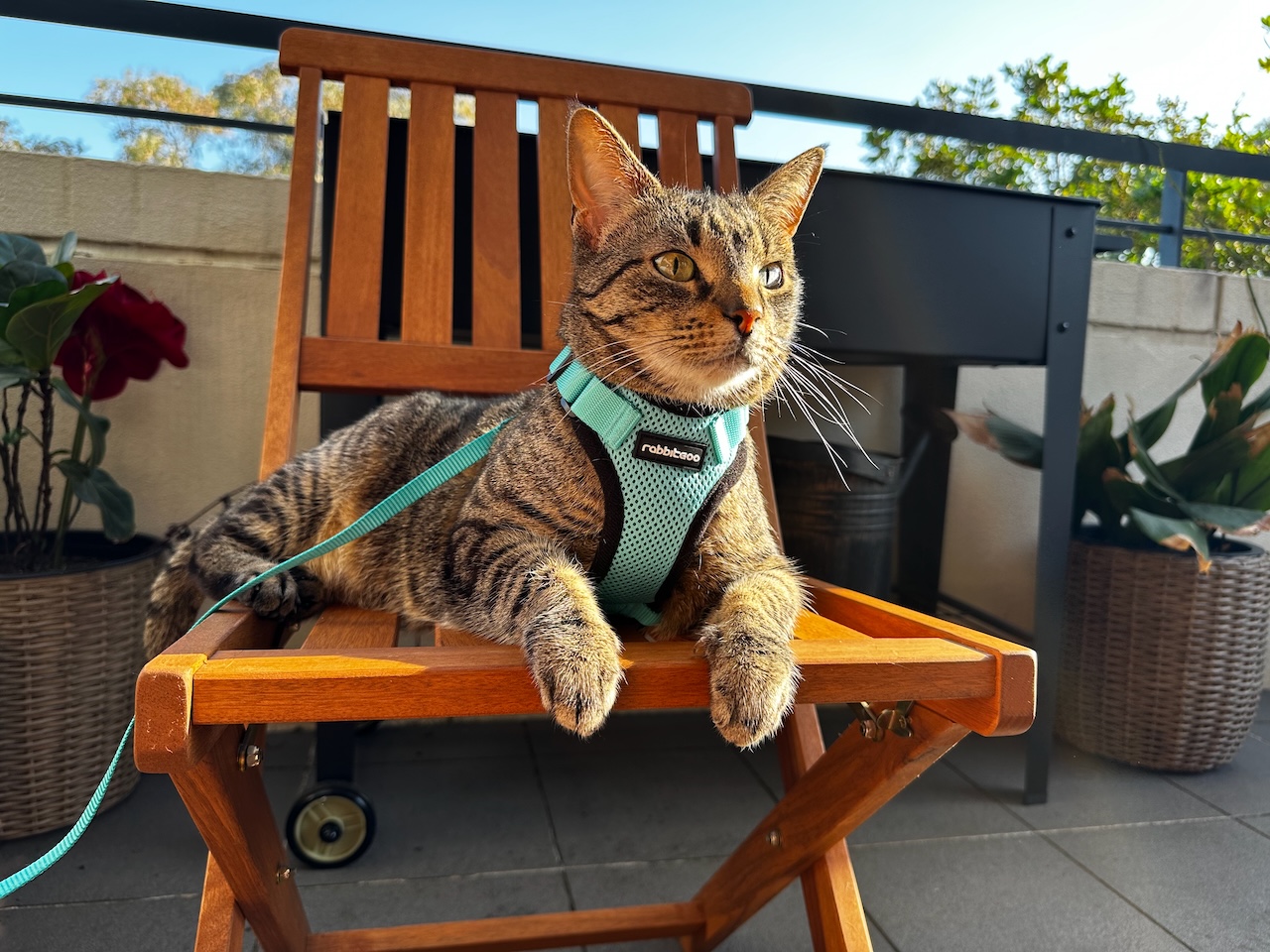 A picture of my cat, Esme, sitting on a chair on my apartment's balcony with her paws hanging over the front of the chair, wearing a harness. Sunlight and calm. 